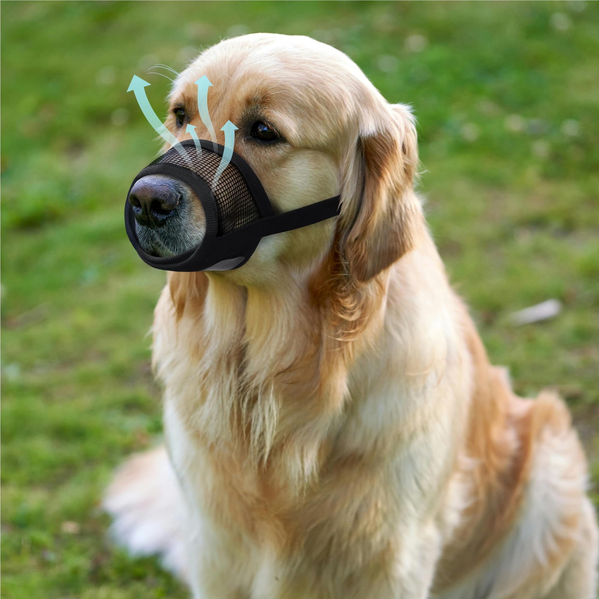 Evollax Muselière petit chien: matériau robuste pour une durabilité quotidienne.