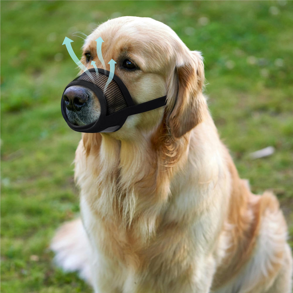 Promenades plus sûres avec la muselière pour petit chien Évollax.