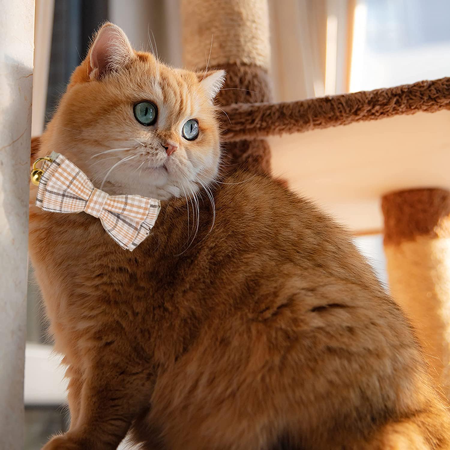 Collier Ewinoom ajustable sur le cou d’un chat, ajustement facile.