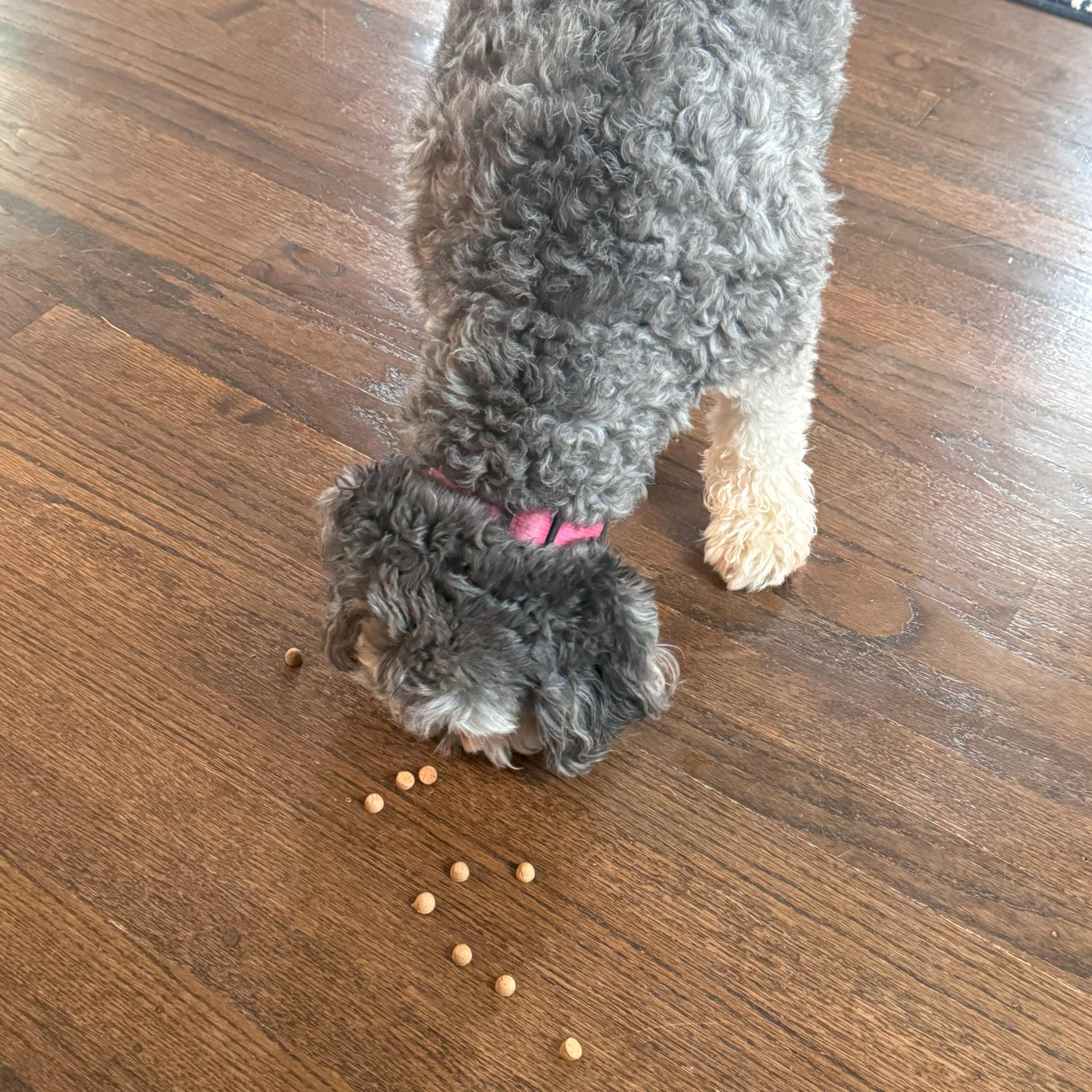 Entraînement facilité avec Exclusively Dog Best Buddy Bits, petites bouchées faciles à mâcher.