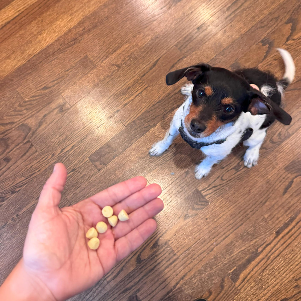 Best Buddy Bits adaptées à tous les chiens, format idéal pour toutes tailles.