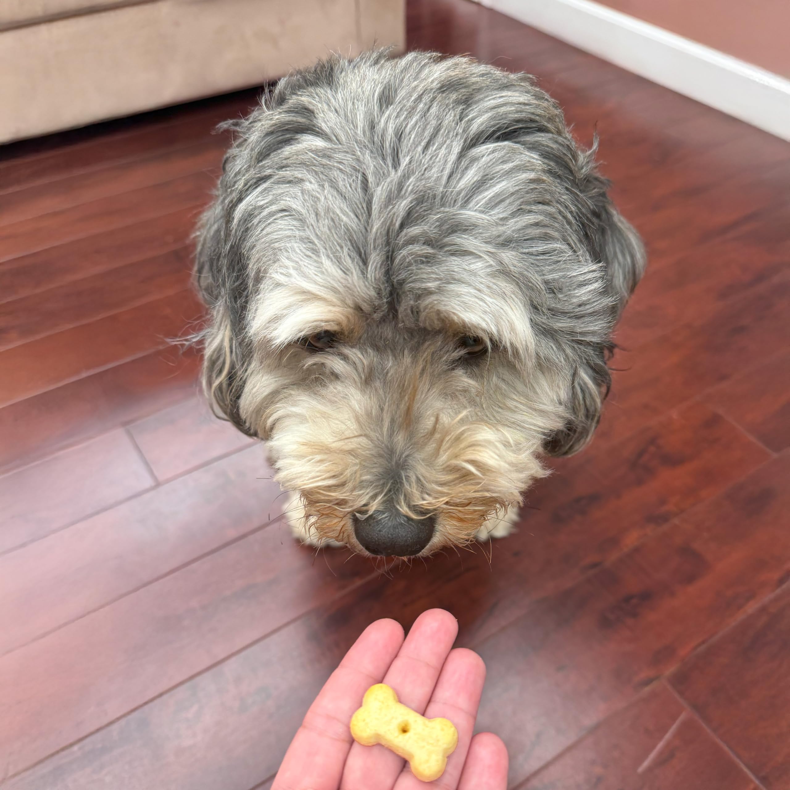 Fabriqué aux Etats-Unis, Best Buddy Bones garantit fraîcheur et qualité.
