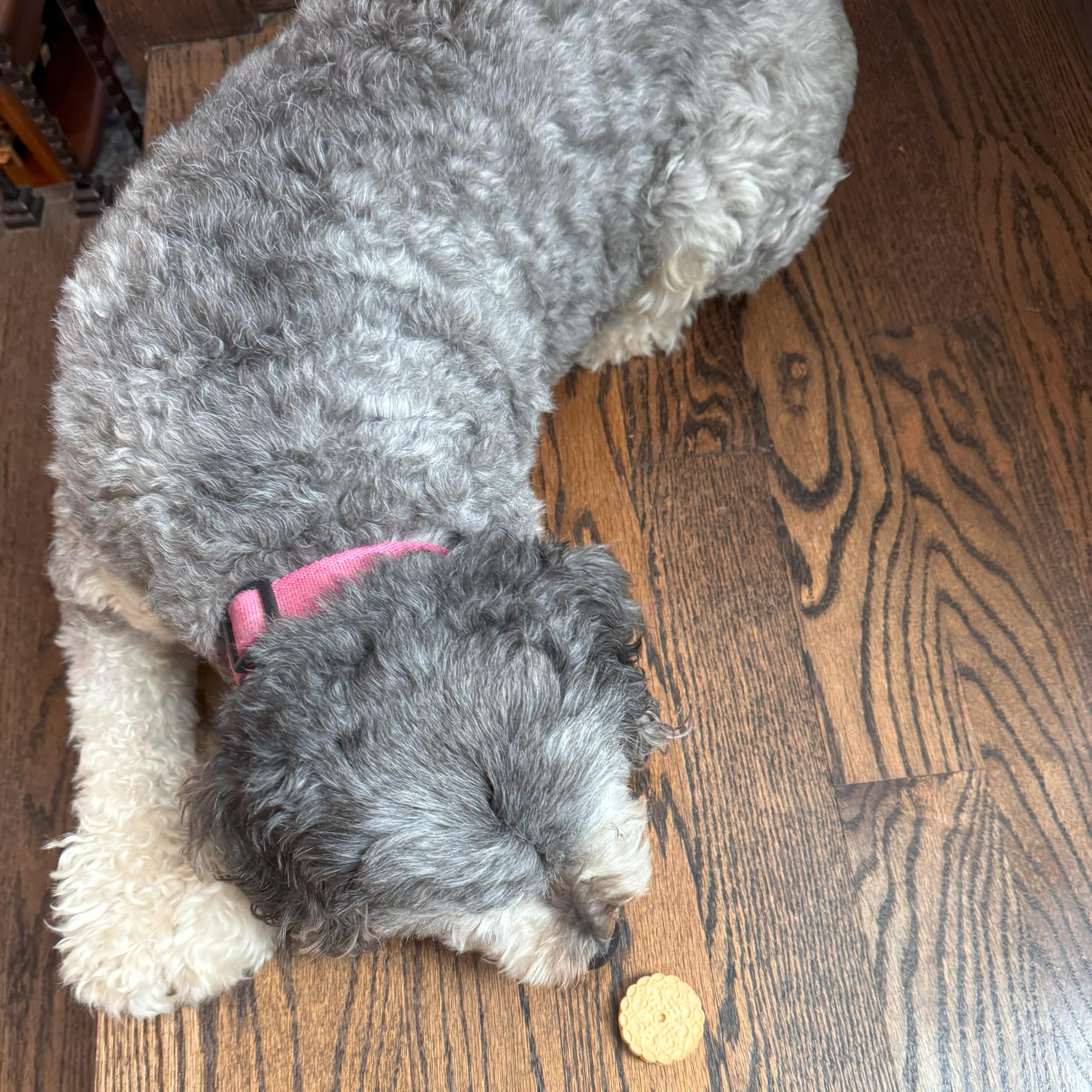 Exclusively Dog caroube vanille, biscuit sandwich – snack idéal pour entraînement