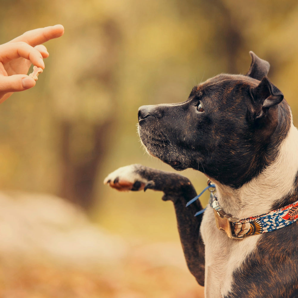 Exclusively Dog Best Buddy Bones, format mini, adapté à tous les chiens en séances.
