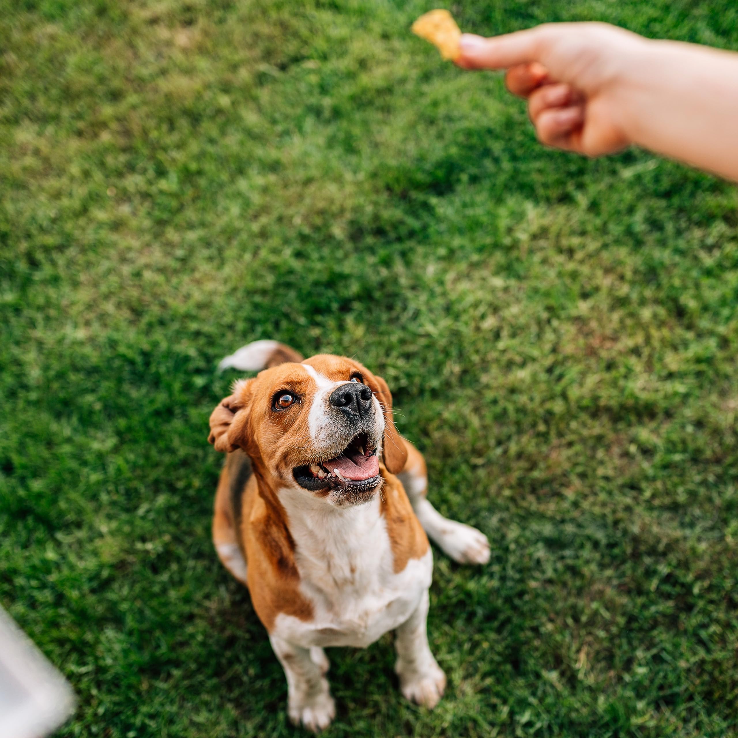Exclusively Dog Best Buddy Bones, ingrédients naturels et sans additifs artificiels.