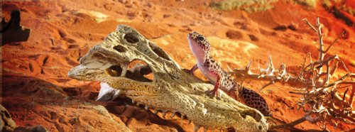 Exo Terra crocodile skull accès multiples pour un repos facilité des reptiles.