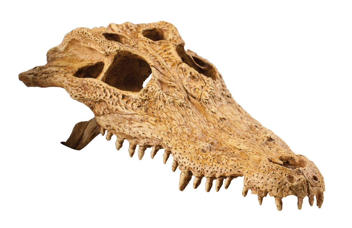 Exo Terra crocodile skull cachette réaliste pour terrarium, refuge sécurisant.
