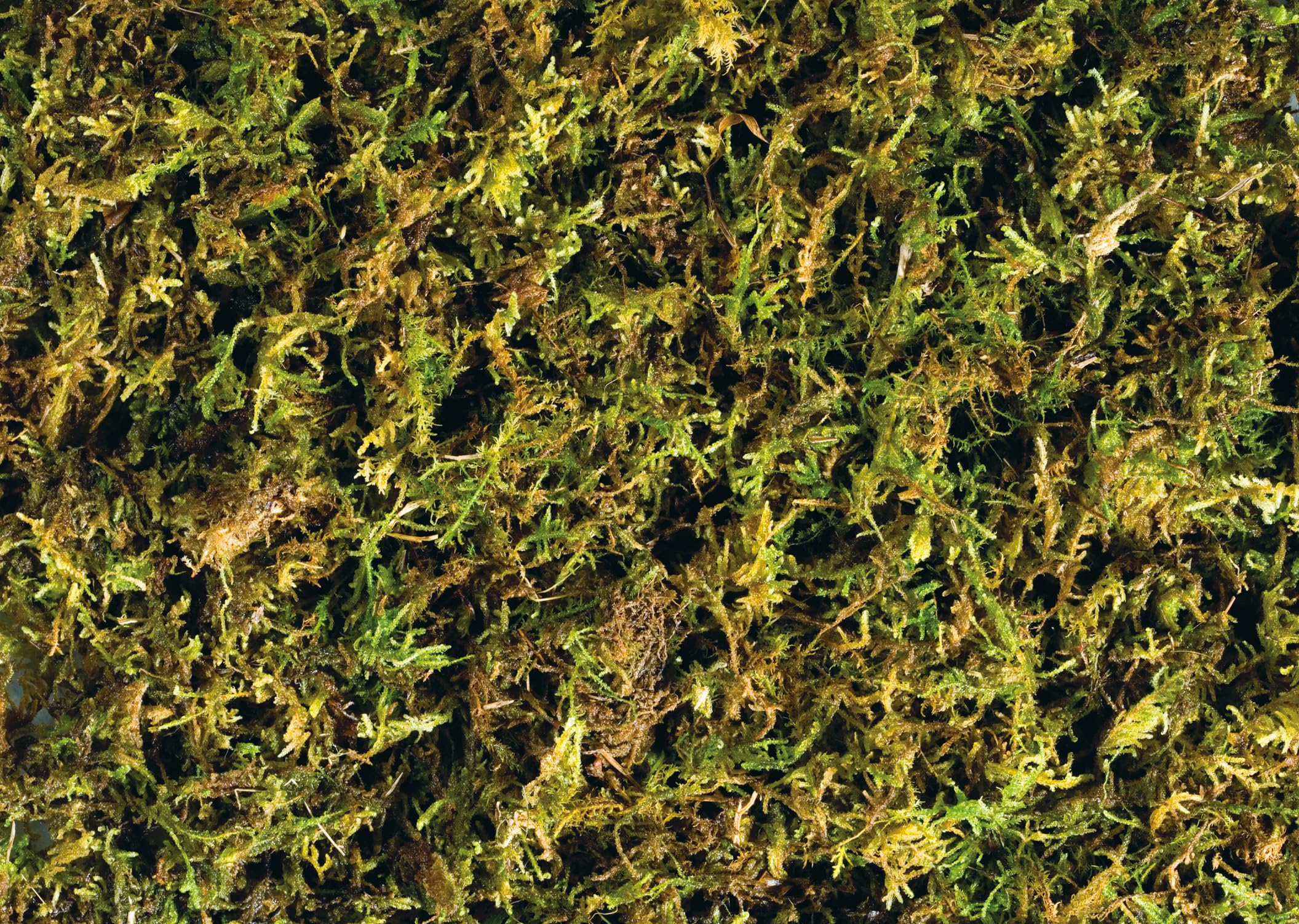Terrarium utilisant Exo Terra Forest Plume Moss pour augmenter l'humidité
