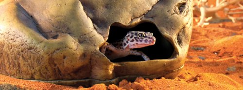 Gecko Cave Exo Terra, aménagement du terrarium, offre un abri sûr et stable.
