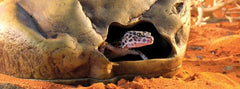 Gecko Cave Exo Terra, aménagement du terrarium, offre un abri sûr et stable.
