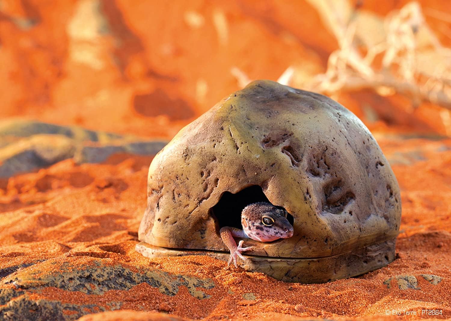 Exo Terra Gecko Cave — Habitat naturel et humide, idéal pour la nidification et le bien-être.