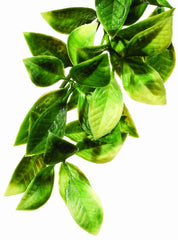 Exo Terra plante terrarium plastique petite mandarine offre cachettes naturelles