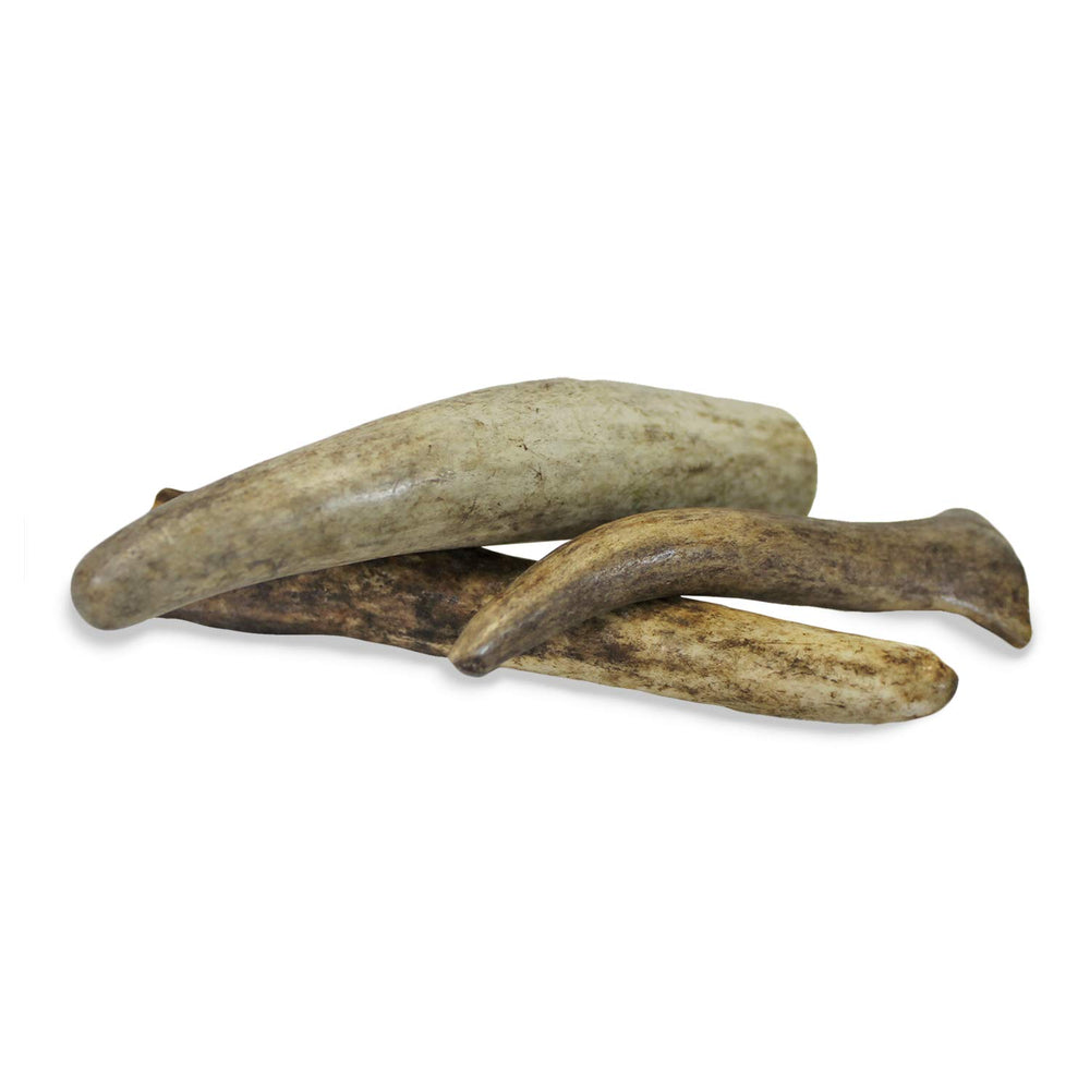 Exotic Nutrition Antler Chews — pointes naturelles adaptées aux petits mammifères.