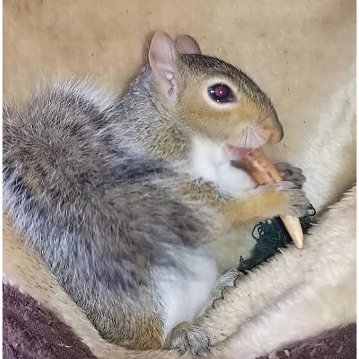 Exotic Nutrition Antler Chews — stimulation et enrichissement en cage.