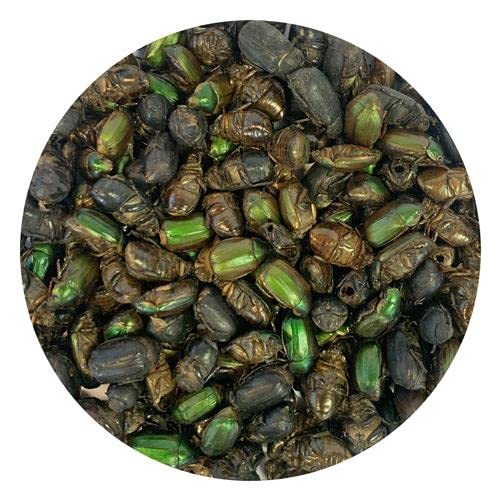 Exotic Nutrition Beetle Craze, sans OGM et sans additifs chimiques.