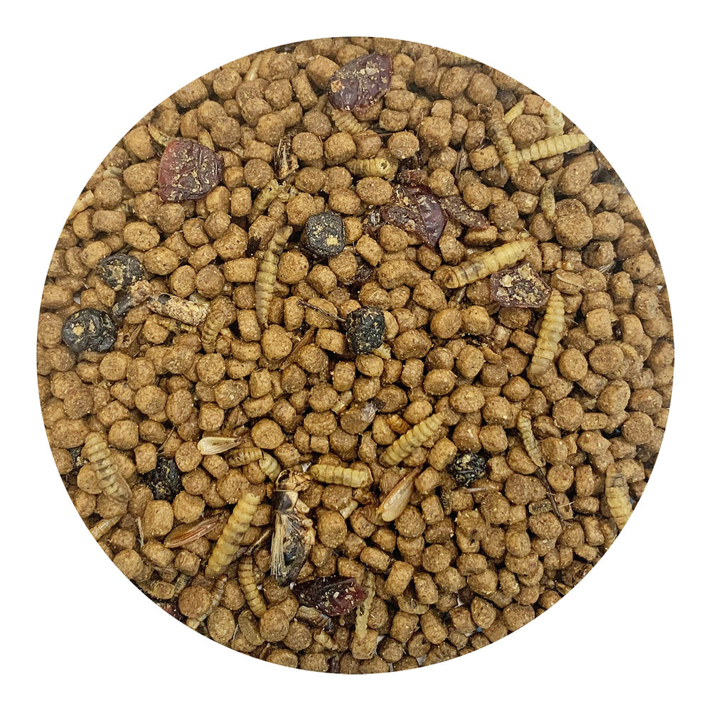 Exotic Nutrition Berries & Bugs, conseils de refrigerations, longue conservation.