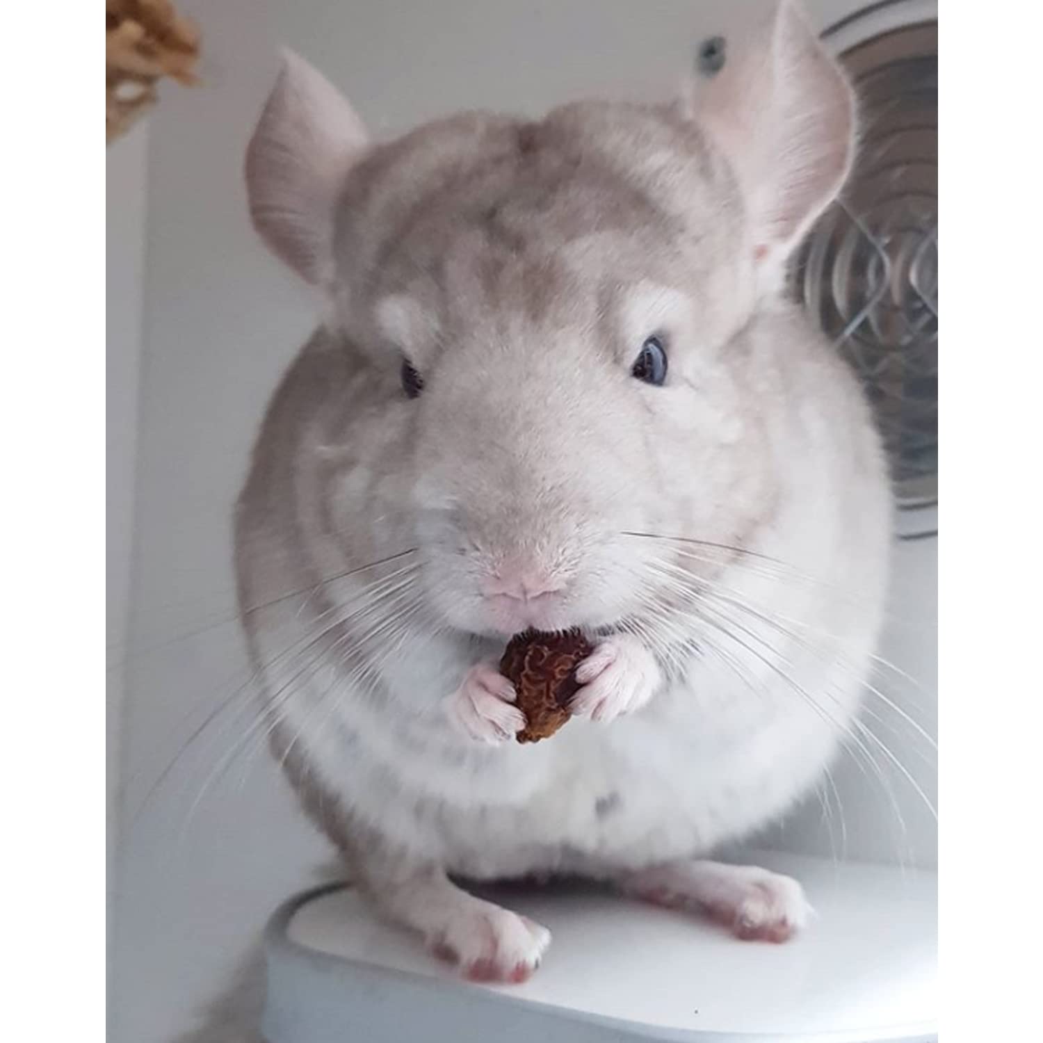 Exotic Nutrition cynorhodons séchés enrichissement comportemental pour animaux.