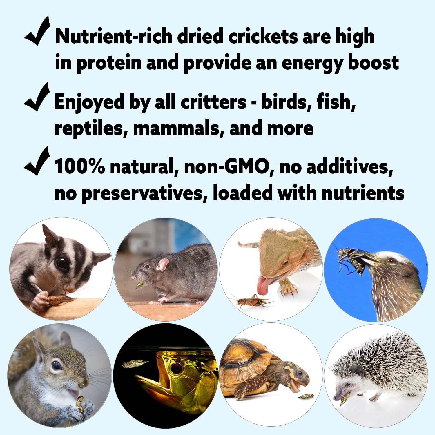 Exotic Nutrition grillons séchés dans le sac ouvert, apport rapide de protéines pour oiseaux.
