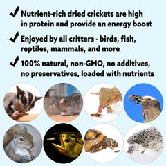 Exotic Nutrition grillons séchés dans le sac ouvert, apport rapide de protéines pour oiseaux.