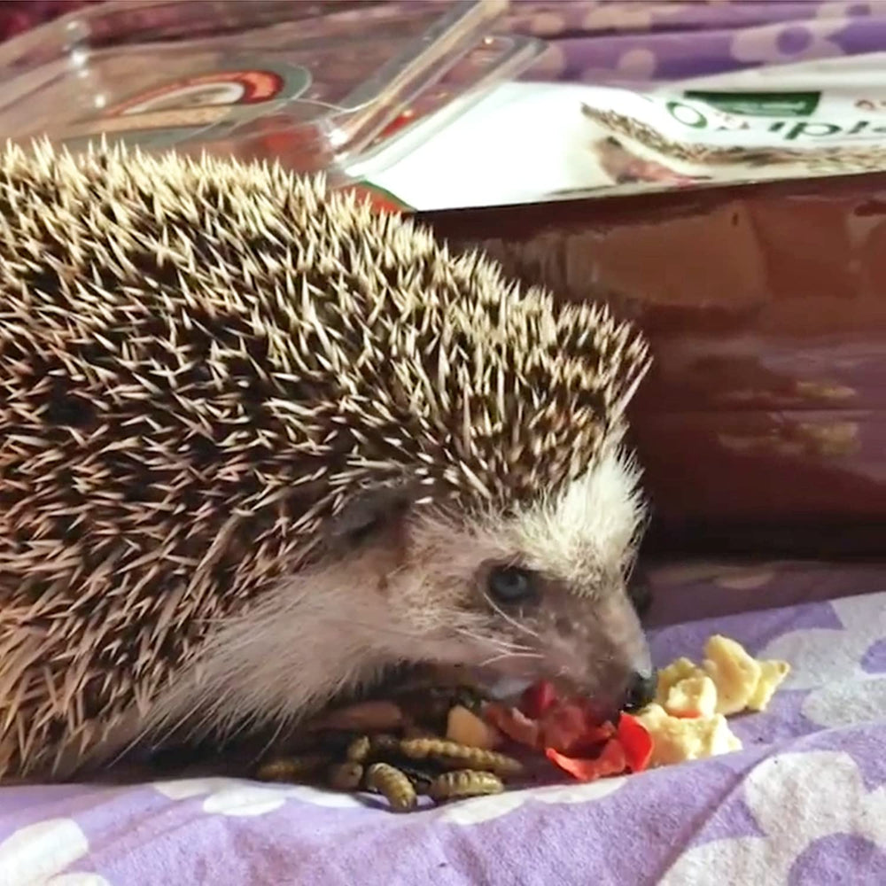 Hedgie Bugs légumes et fruits séchés pour varier l’alimentation du hérisson.