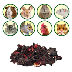 Exotic Nutrition hibiscus-treat-alimentation-herbivores: variété dans l'alimentation des herbivores.