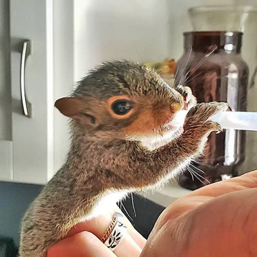 Exotic Nutrition lait remplaçant bébé opossum – formulation nutritive pour la croissance