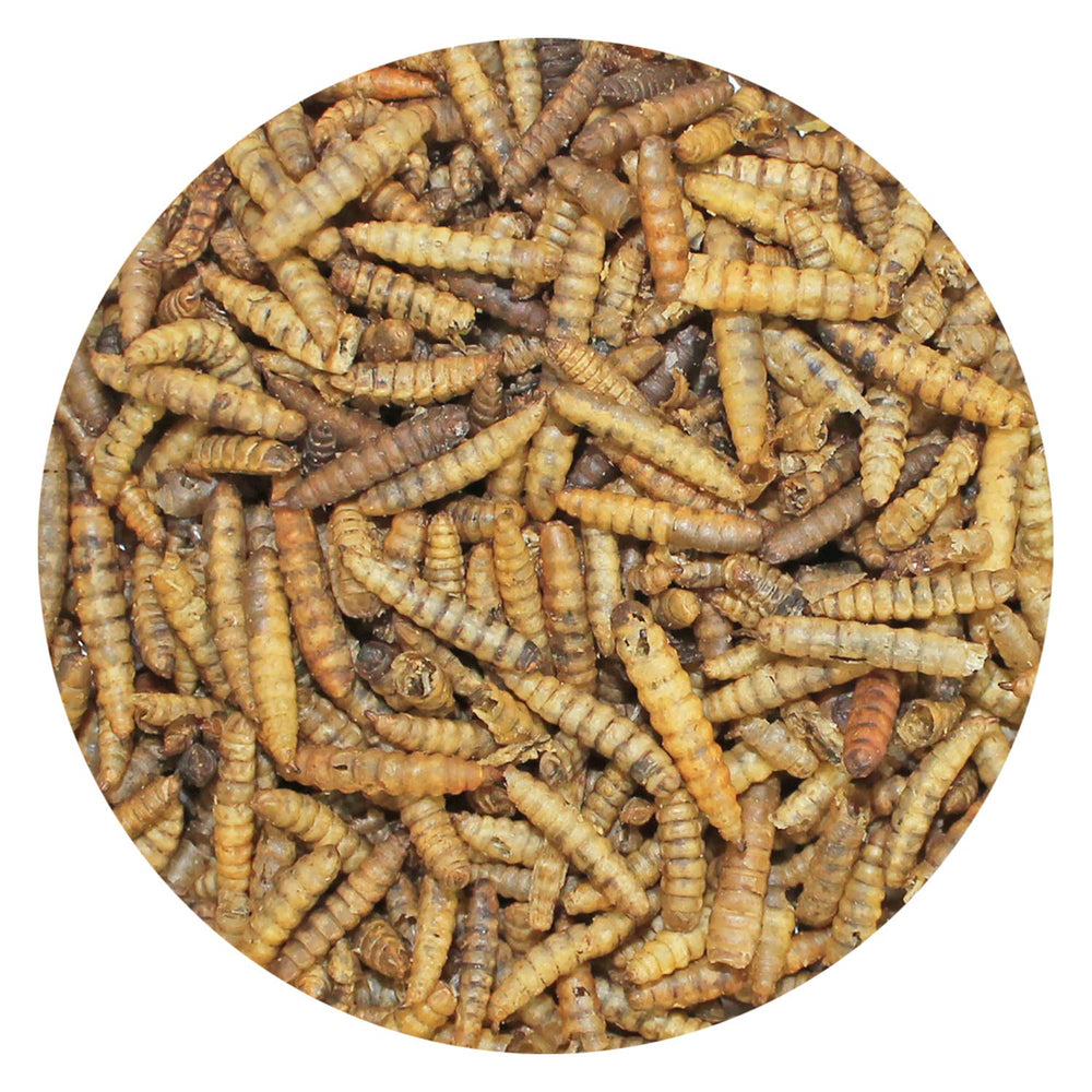 Exotic Nutrition larves riches en calcium et protéines, idéale pour soutenir les plumes et les os.