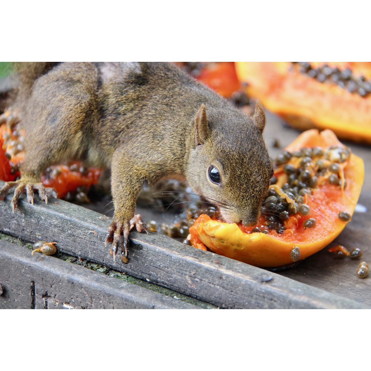 Exotic Nutrition Papaye : lien renforcé entre animal et propriétaire.