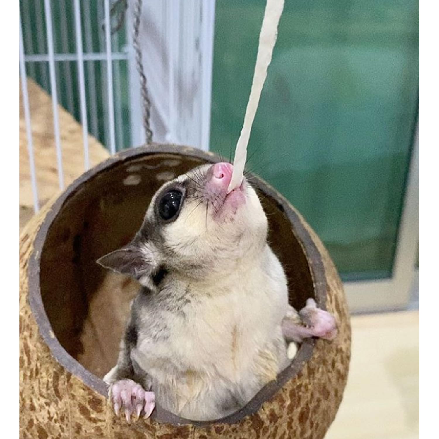 Omega YUMS pour petits animaux, visuel montre variété et enrichissement.