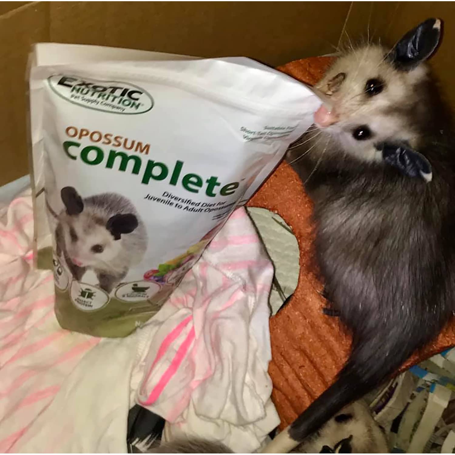 Conseils Ca/P équilibre dans Exotic Nutrition Opossum Complete