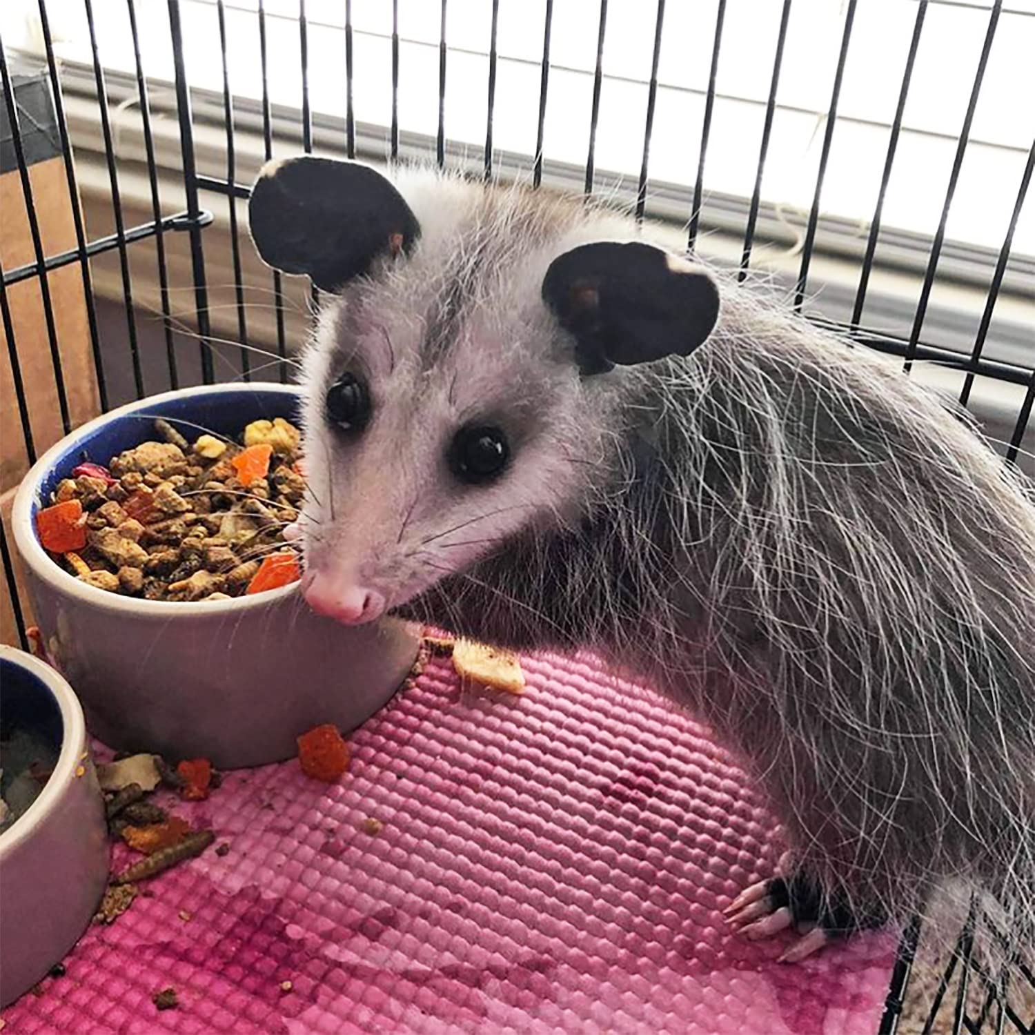 Vitamines et minéraux dans Exotic Nutrition Opossum Complete