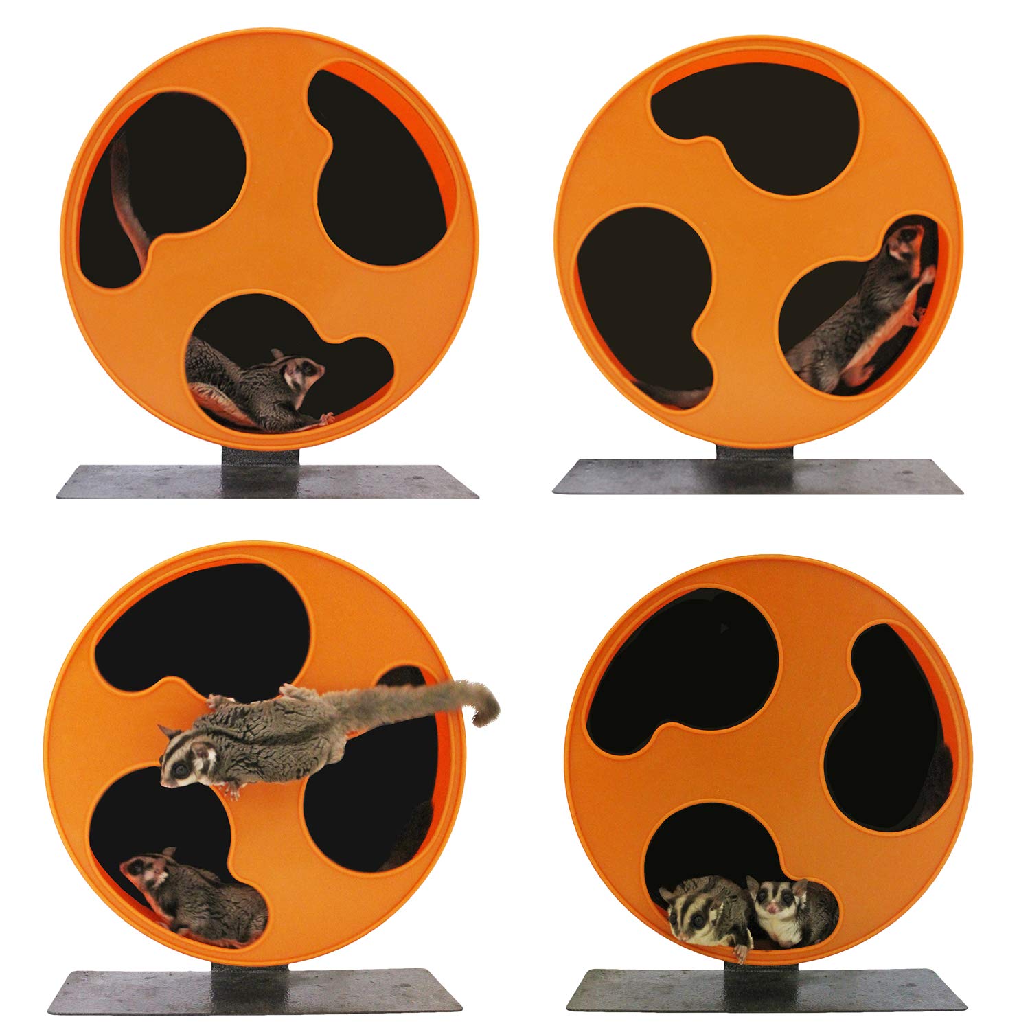 Exotic Nutrition: roue compacte adaptée aux cages petites