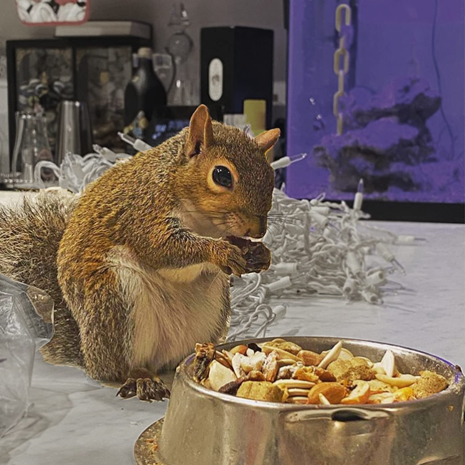 Exotic Nutrition Squirrel Complete - insectes-seches fournissant protéines naturelles.