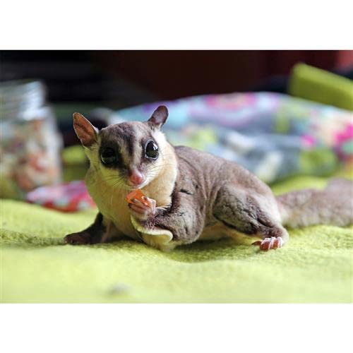 Exotic Nutrition Tropical Trio: pour l'enrichissement et l'exploration gastronomique des petits animaux.