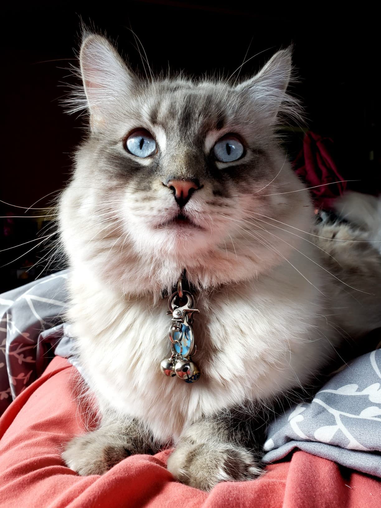 EXPAWLORER accessoire collier pour chien et chat, attaché facilement.