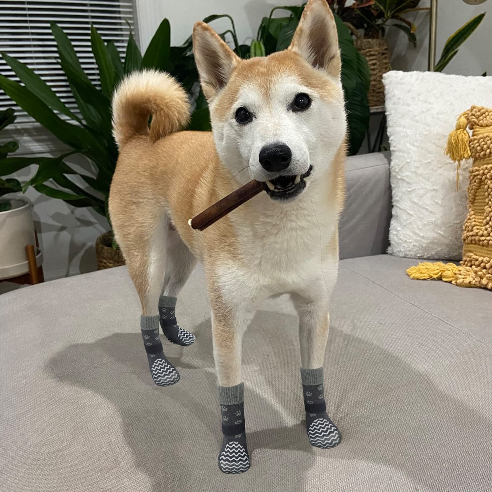 EXPAWLORER: Chaussettes sûres pour chien âgé, stabilité sur sols bois.