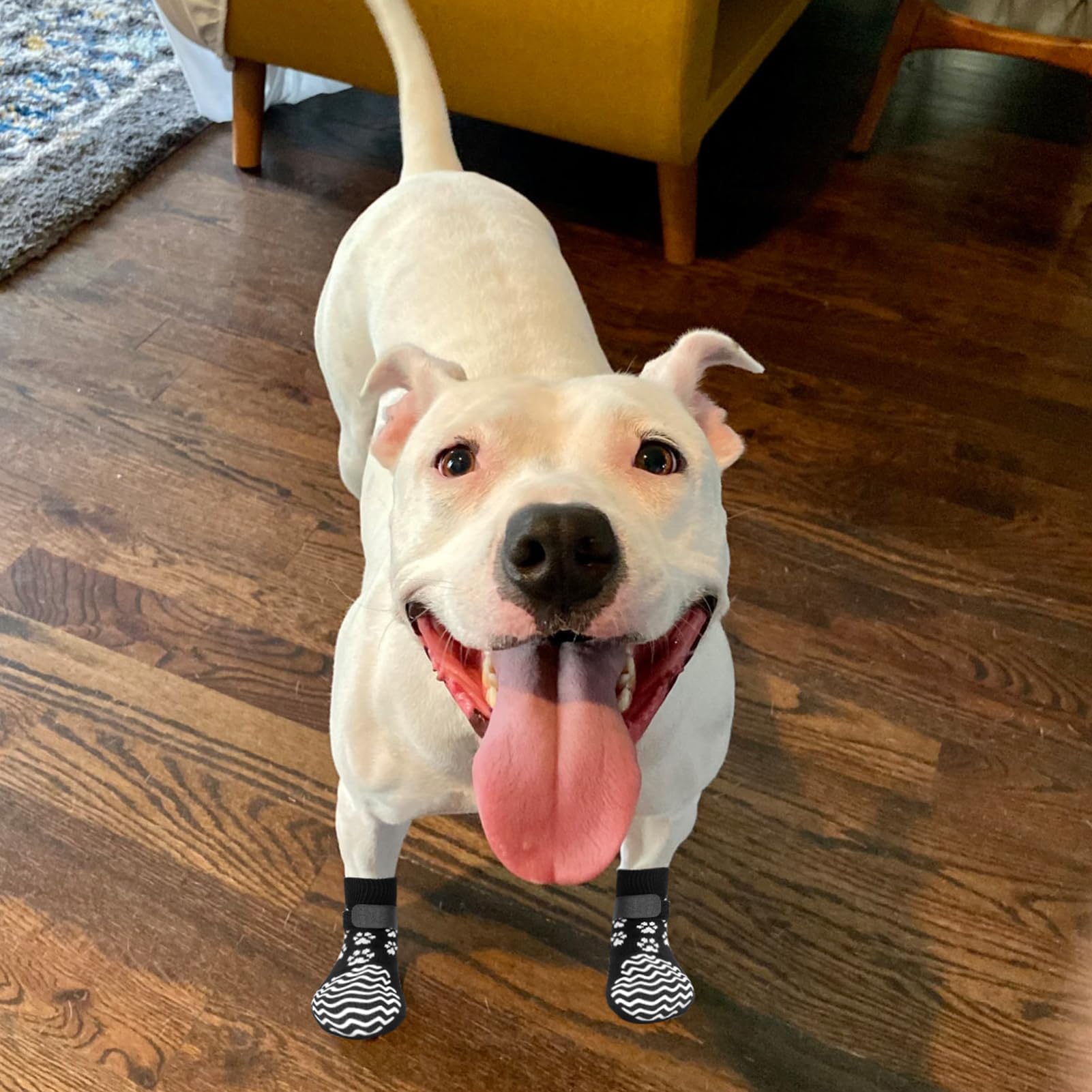 Confort durable des chaussettes EXPAWLORER