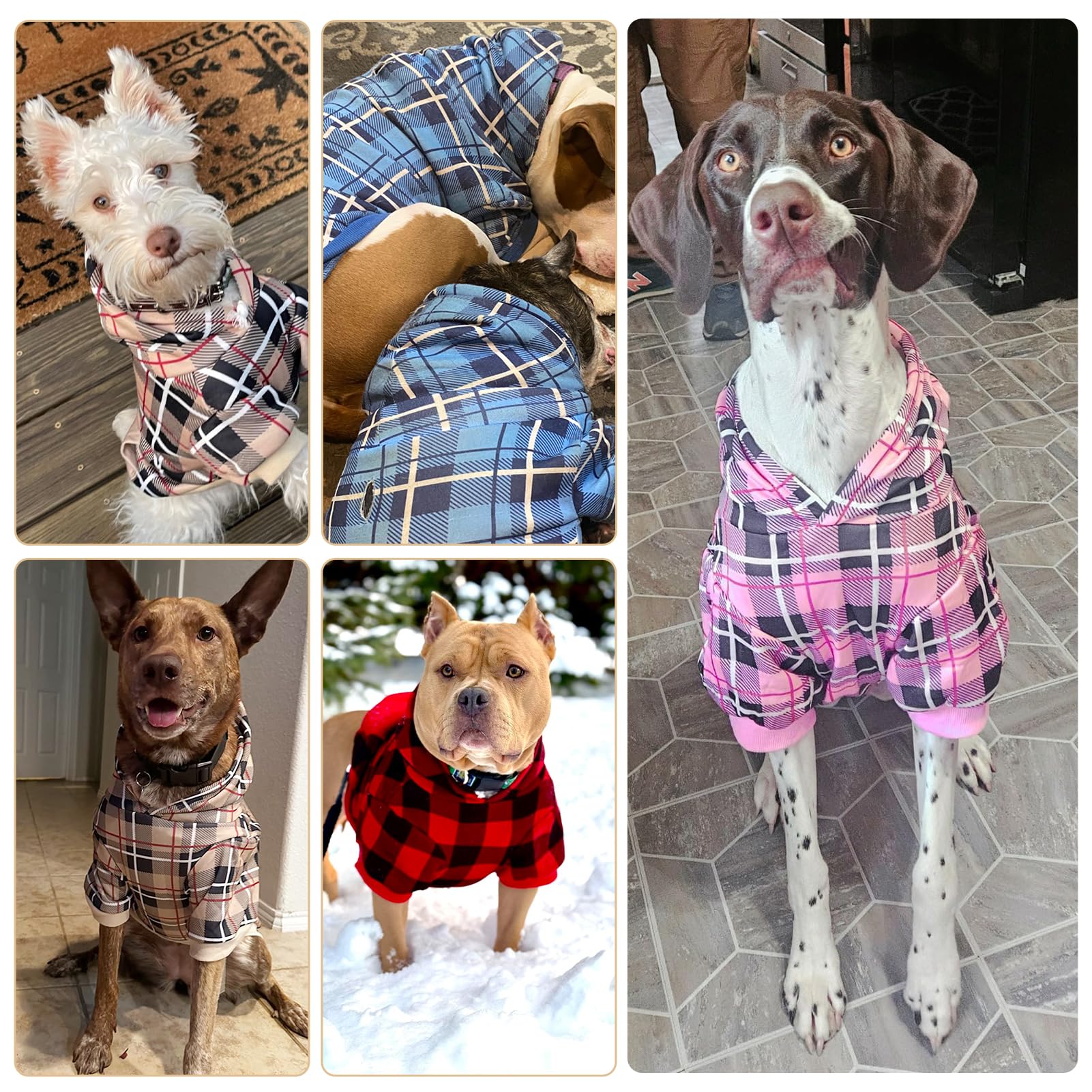 EXPAWLORER tenue quotidienne chic pour chien, facile à assortir