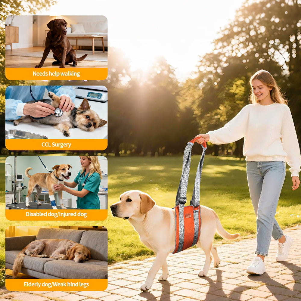 ExploreU harnais relevage dos chien recommandé par des veterinaries pour mobilité