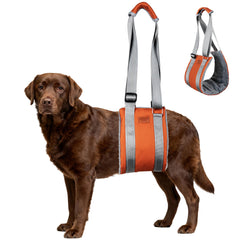 ExploreU harnais relevage dos chien soutient la mobilité lors des sorties.