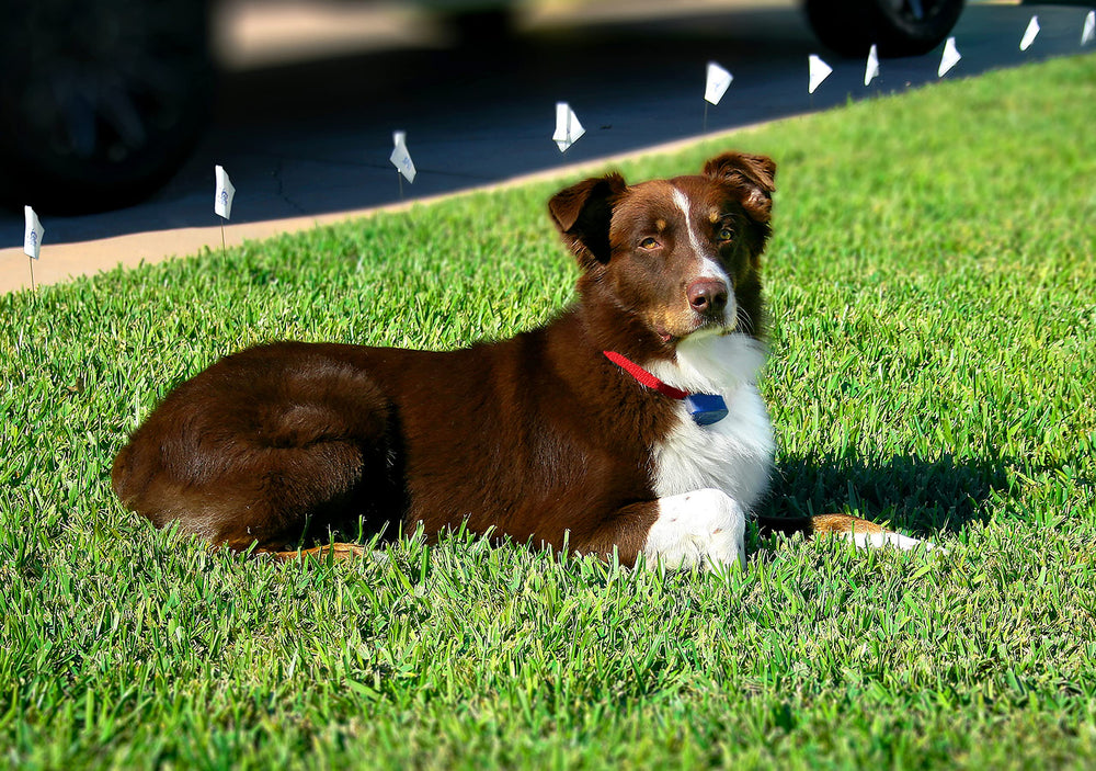 Collier étanche et submersible jusqu'à 3 mètres pour chien nageur