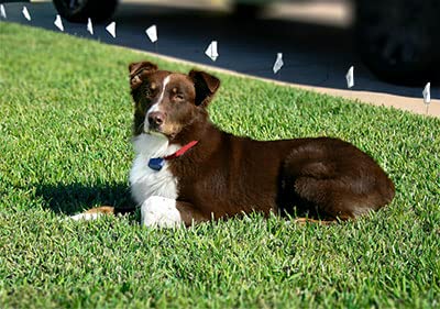 Kit de raccords Extreme Dog Fence simplifiant réparations et entretien.