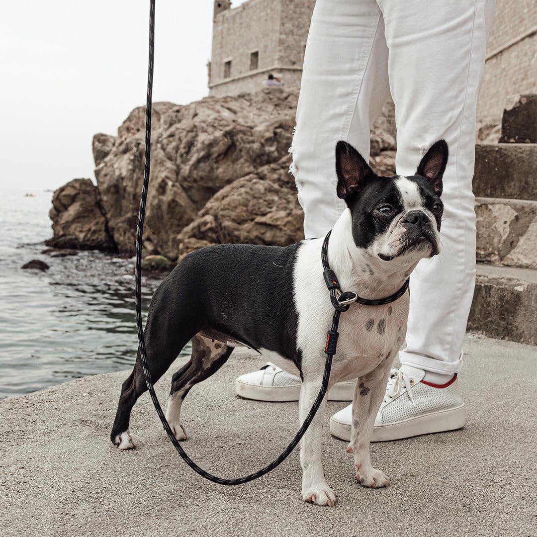 Longueur 5,5 pieds Luca, adaptée à toutes les tailles de chiens