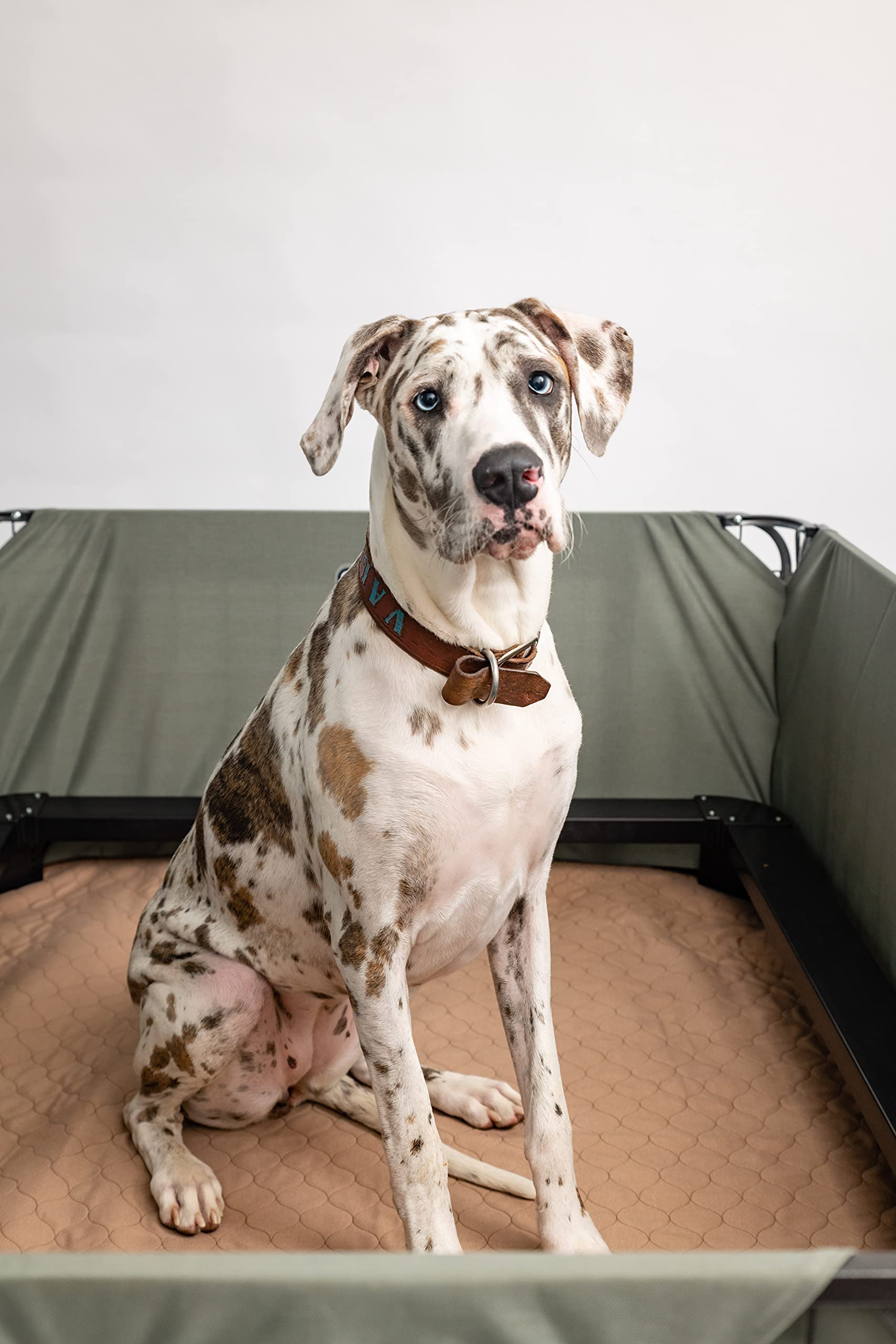 EZwhelp tapis utilisation polyvalent pour animaux divers et lieux intérieurs.