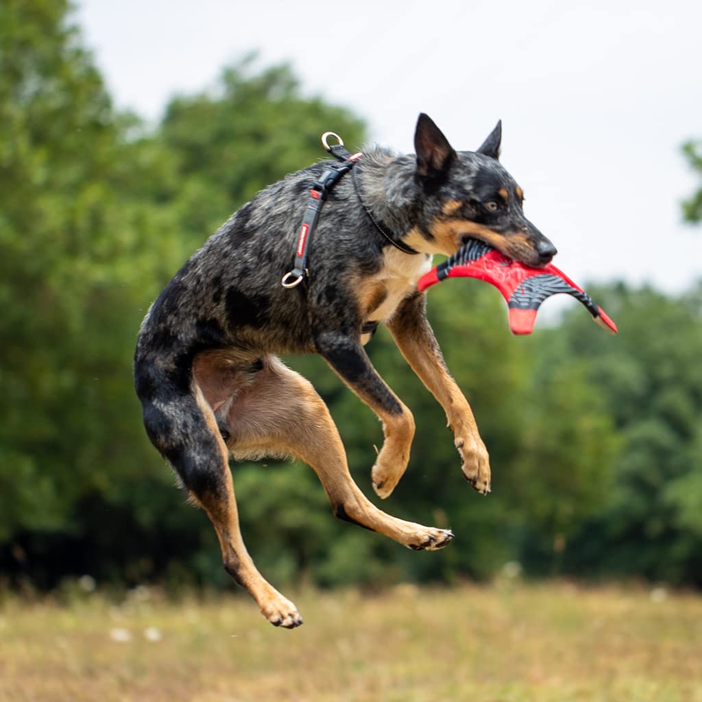 Harnais EzyDog Crosscheck boucle rapide pour mise en place rapide.