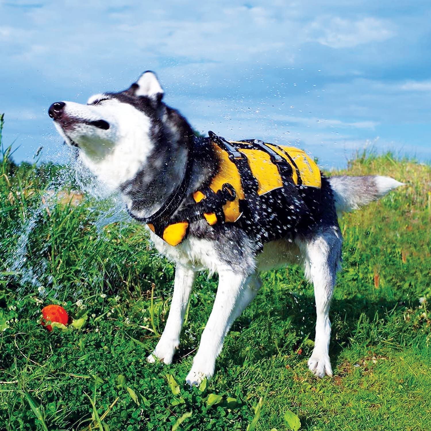 Gilet EzyDog DFD, chien nageant en sécurité et confort.
