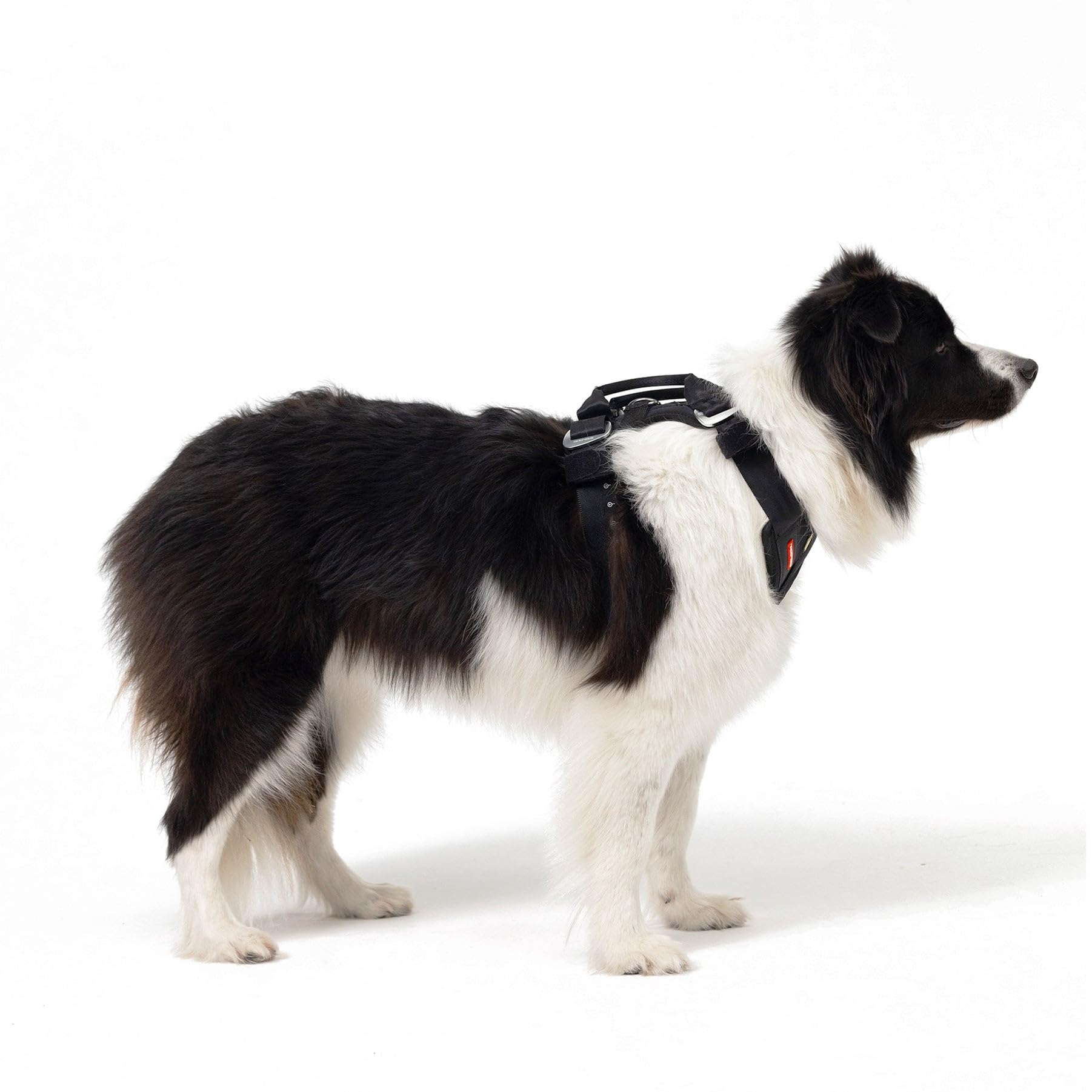 Points D-double EzyDog Drive : double attache pour plus de flexibilité en marche.