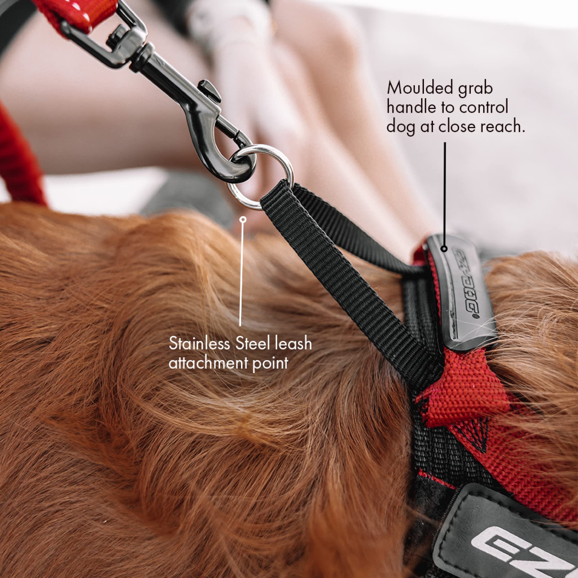 Sangle PP durable du harnais EzyDog Express pour une durabilité accrue.