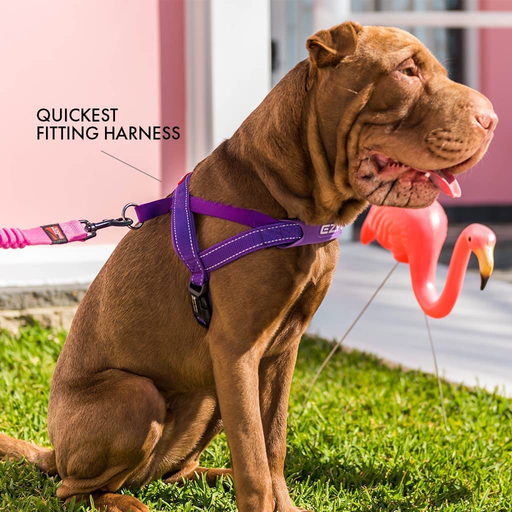 Harnais EzyDog Quick Fit point d attache ID pour identification rapide.