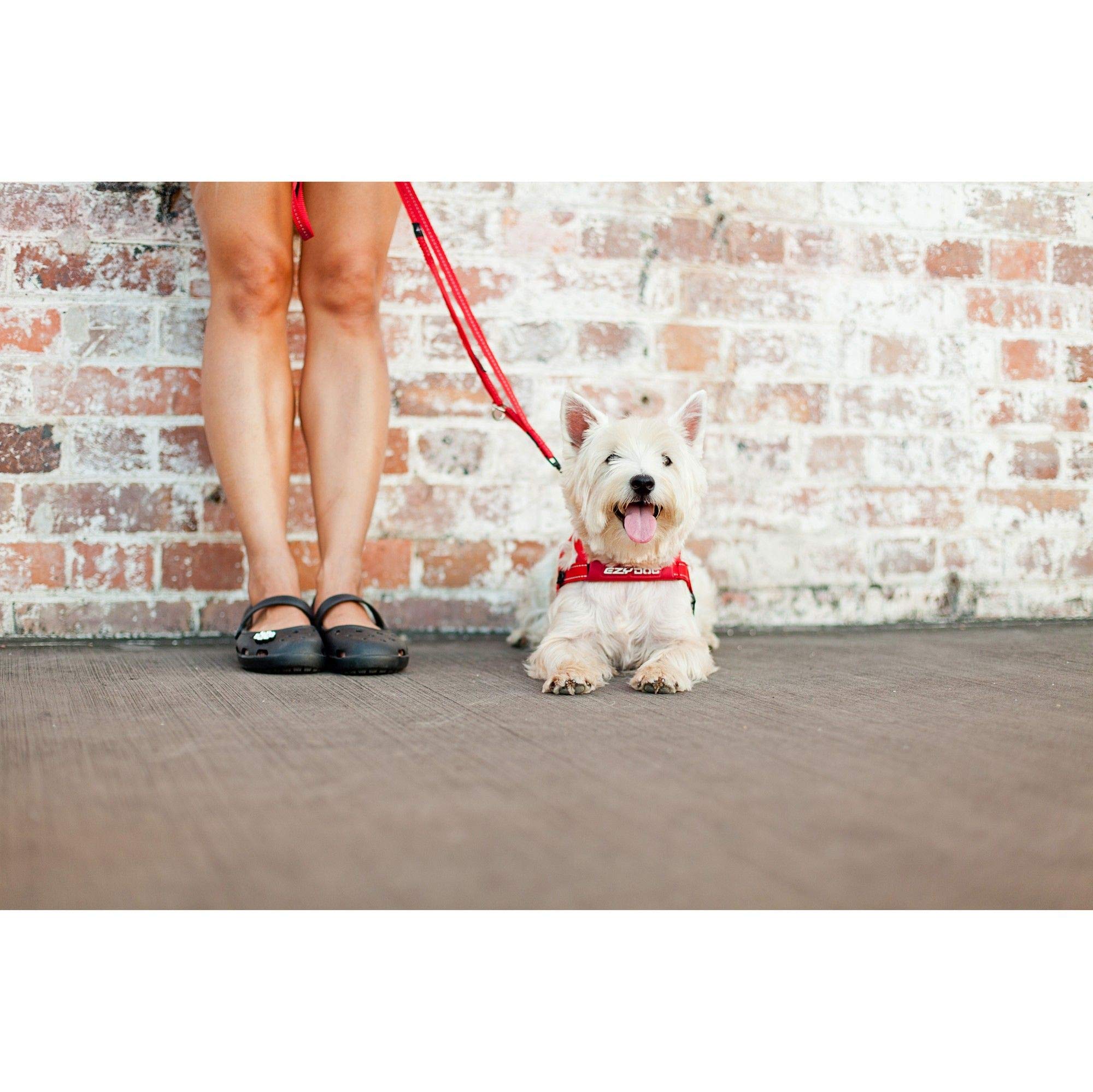 Laisse EzyDog Soft Trainer avec poignée contrôle trafic pour garder votre chien près de vous